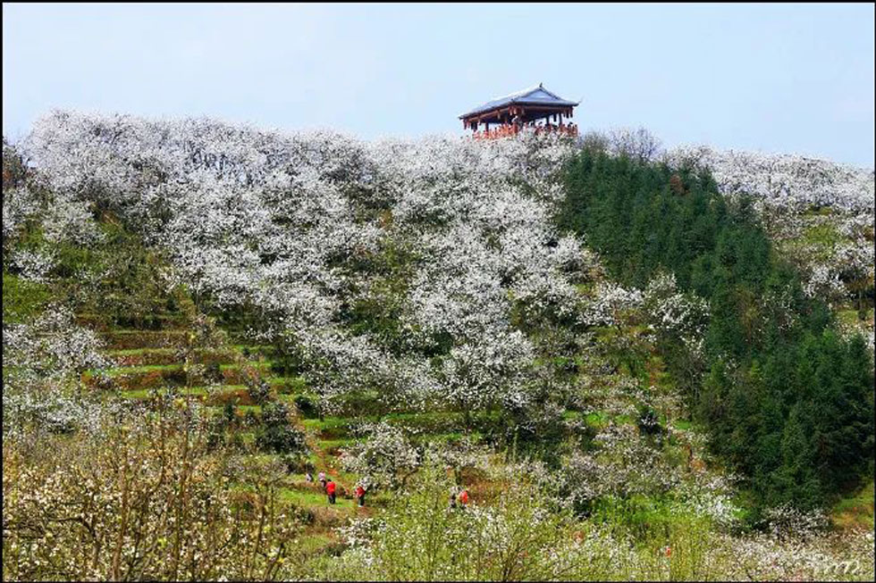 【春天，广西桂林灌阳县向您发出邀请！】我们在灌阳看梨花 - 游山玩水 - 泉州生活社区 - 泉州28生活网 qz.28life.net