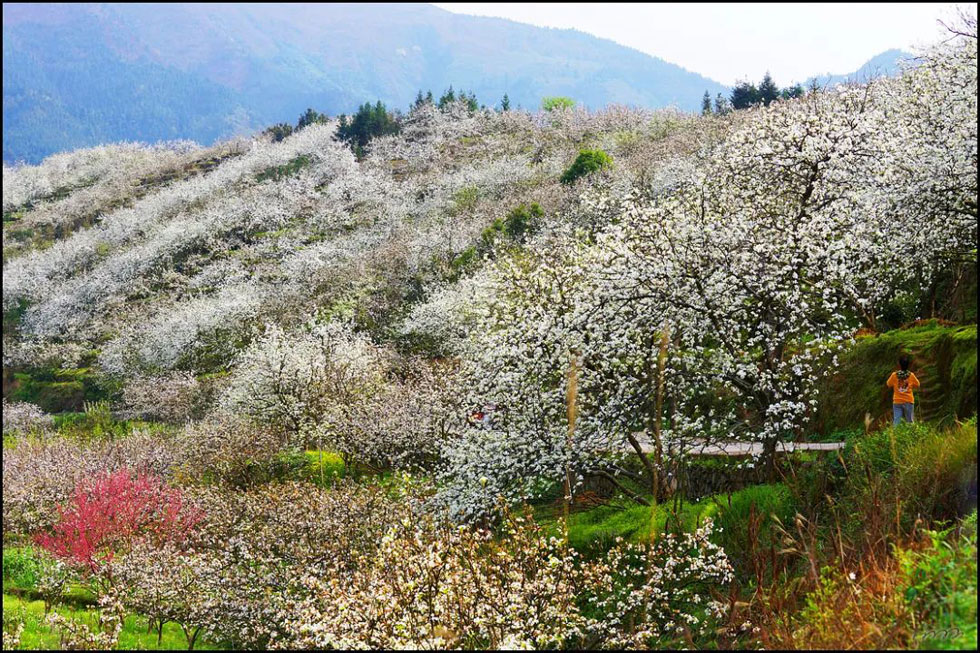 【春天，广西桂林灌阳县向您发出邀请！】我们在灌阳看梨花 - 游山玩水 - 泉州生活社区 - 泉州28生活网 qz.28life.net