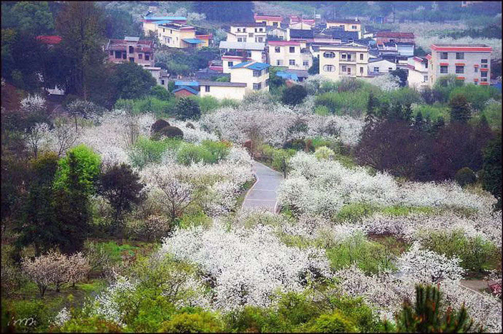 【春天，广西桂林灌阳县向您发出邀请！】我们在灌阳看梨花 - 游山玩水 - 泉州生活社区 - 泉州28生活网 qz.28life.net