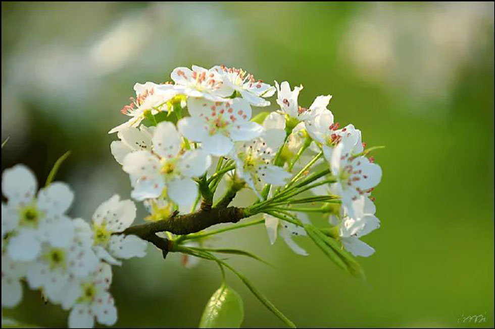 【春天，广西桂林灌阳县向您发出邀请！】我们在灌阳看梨花 - 游山玩水 - 泉州生活社区 - 泉州28生活网 qz.28life.net