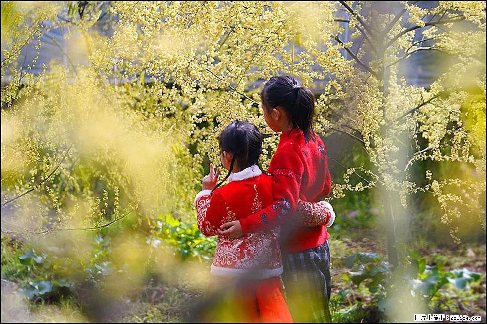 【春天，广西桂林灌阳县向您发出邀请！】米珠山前有片山苍子花在飘香 - 游山玩水 - 泉州生活社区 - 泉州28生活网 qz.28life.net