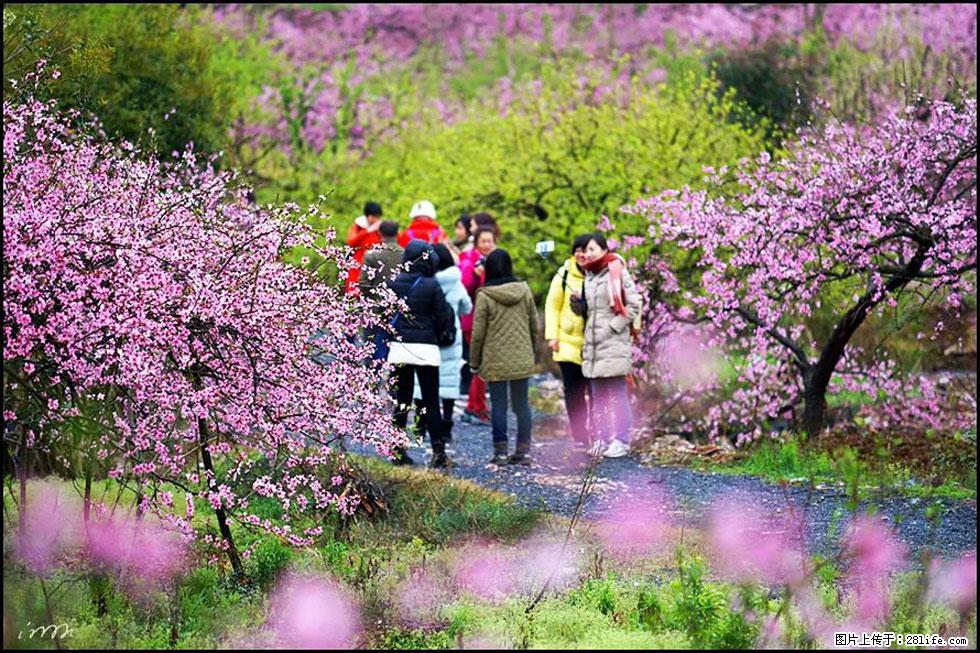 【春天，广西桂林灌阳县向您发出邀请！】官庄村有个醉美的桃花园 - 游山玩水 - 泉州生活社区 - 泉州28生活网 qz.28life.net
