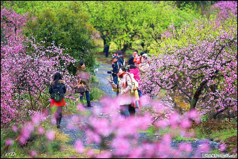 【春天，广西桂林灌阳县向您发出邀请！】官庄村有个醉美的桃花园 - 游山玩水 - 泉州生活社区 - 泉州28生活网 qz.28life.net