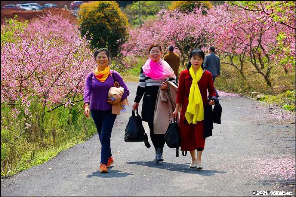 【春天，广西桂林灌阳县向您发出邀请！】官庄村有个醉美的桃花园 - 游山玩水 - 泉州生活社区 - 泉州28生活网 qz.28life.net