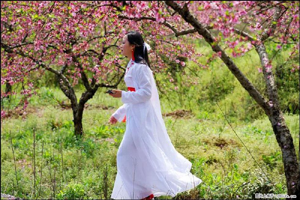 【春天，广西桂林灌阳县向您发出邀请！】官庄村有个醉美的桃花园 - 游山玩水 - 泉州生活社区 - 泉州28生活网 qz.28life.net