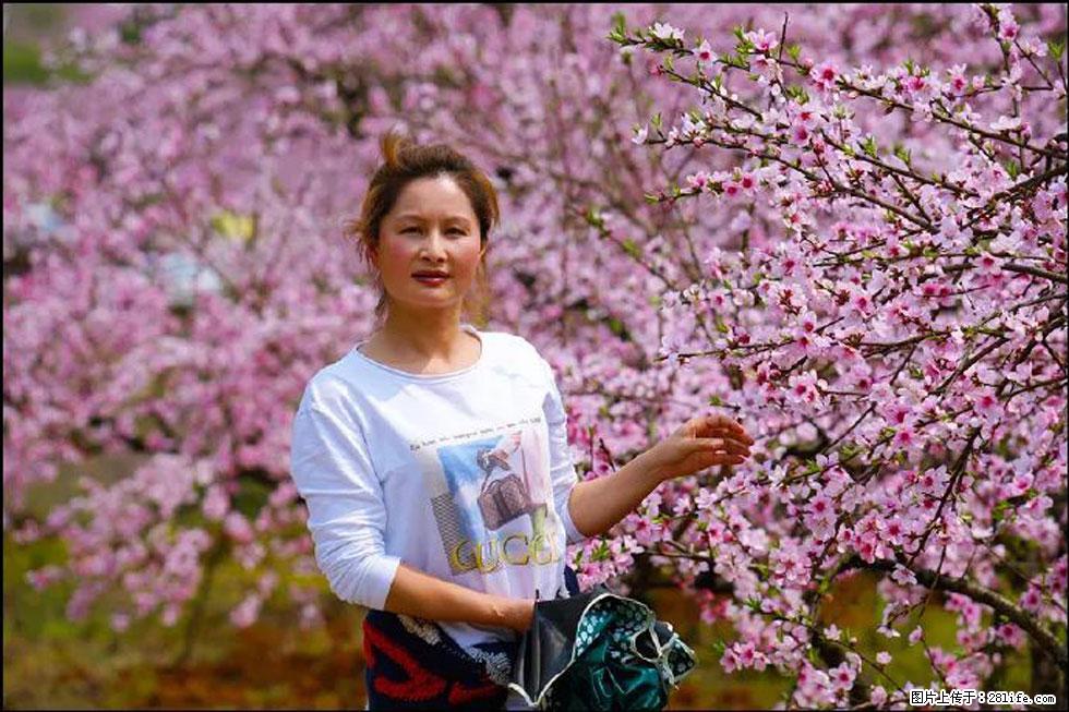 【春天，广西桂林灌阳县向您发出邀请！】官庄村有个醉美的桃花园 - 游山玩水 - 泉州生活社区 - 泉州28生活网 qz.28life.net