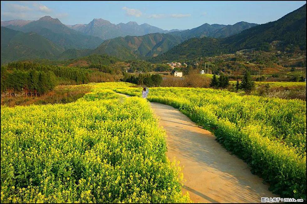 【春天，广西桂林灌阳县向您发出邀请！】长坪村油菜盛情花开 - 游山玩水 - 泉州生活社区 - 泉州28生活网 qz.28life.net