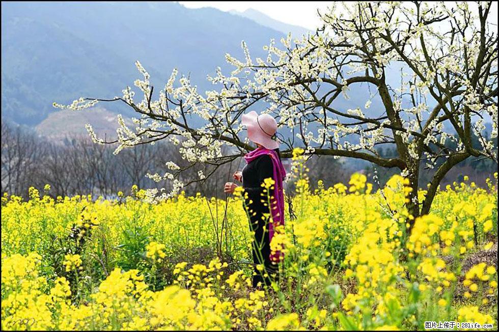 【春天，广西桂林灌阳县向您发出邀请！】长坪村油菜盛情花开 - 游山玩水 - 泉州生活社区 - 泉州28生活网 qz.28life.net
