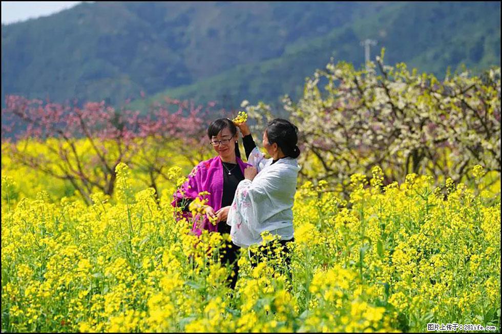【春天，广西桂林灌阳县向您发出邀请！】长坪村油菜盛情花开 - 游山玩水 - 泉州生活社区 - 泉州28生活网 qz.28life.net