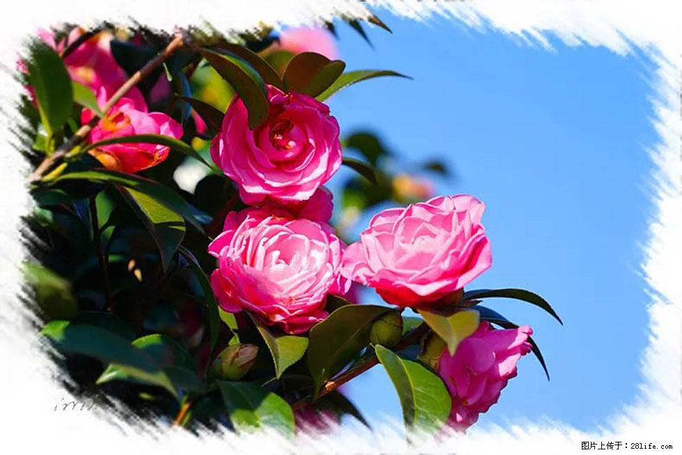 【春天，广西桂林灌阳县向您发出邀请！】杨柳井茶花惹人爱 - 游山玩水 - 泉州生活社区 - 泉州28生活网 qz.28life.net