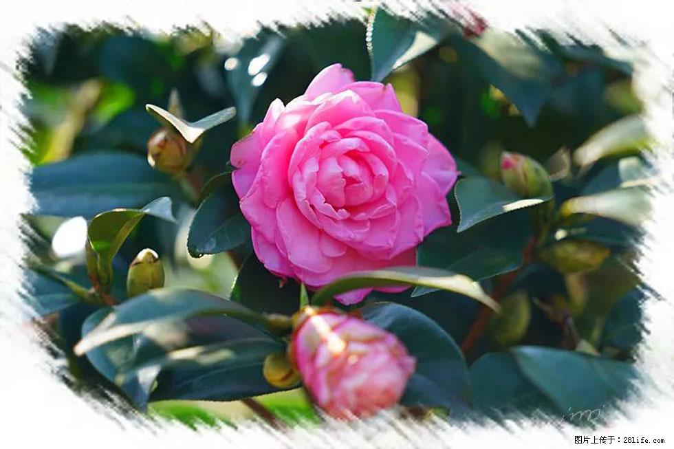 【春天，广西桂林灌阳县向您发出邀请！】杨柳井茶花惹人爱 - 游山玩水 - 泉州生活社区 - 泉州28生活网 qz.28life.net