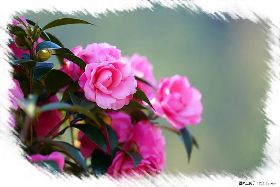 【春天，广西桂林灌阳县向您发出邀请！】杨柳井茶花惹人爱 - 游山玩水 - 泉州生活社区 - 泉州28生活网 qz.28life.net