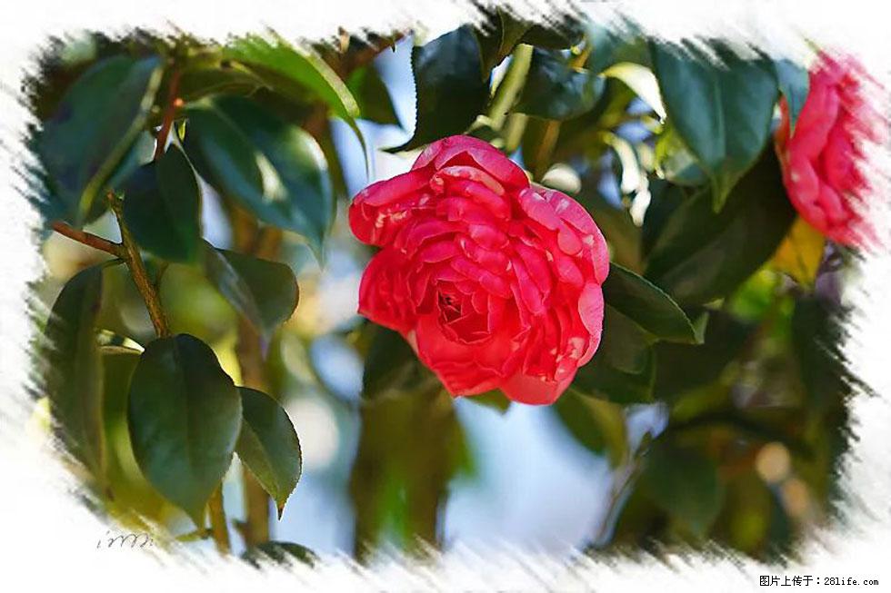 【春天，广西桂林灌阳县向您发出邀请！】杨柳井茶花惹人爱 - 游山玩水 - 泉州生活社区 - 泉州28生活网 qz.28life.net
