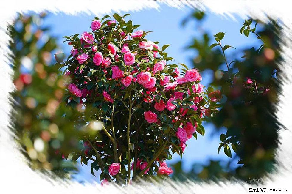 【春天，广西桂林灌阳县向您发出邀请！】杨柳井茶花惹人爱 - 游山玩水 - 泉州生活社区 - 泉州28生活网 qz.28life.net