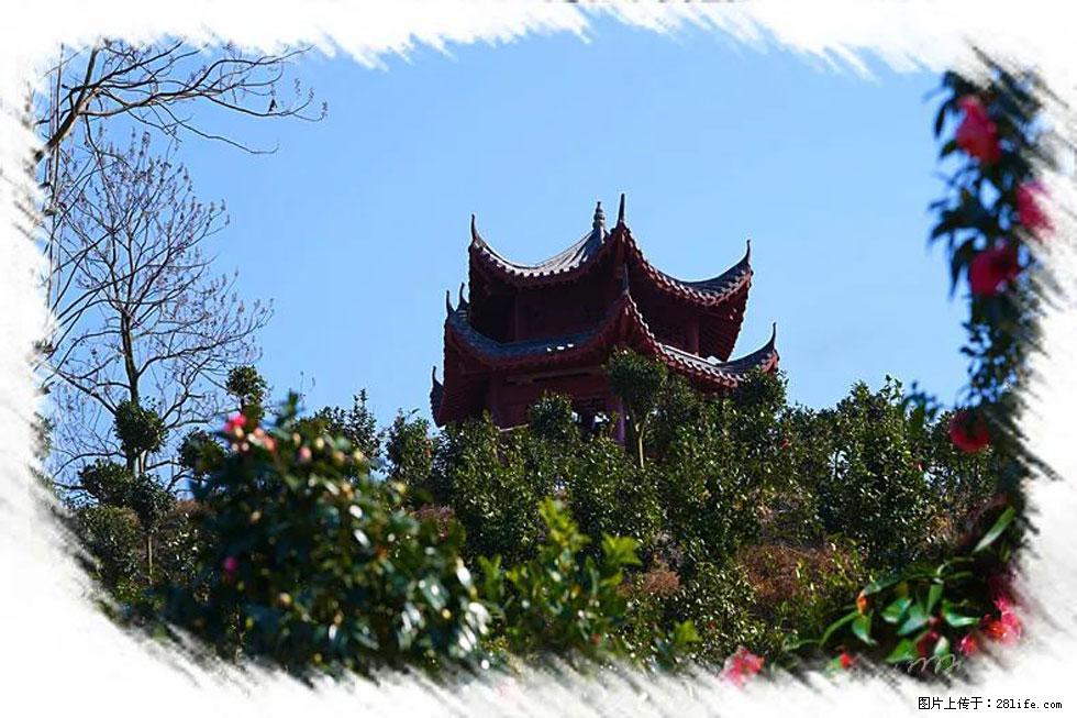 【春天，广西桂林灌阳县向您发出邀请！】杨柳井茶花惹人爱 - 游山玩水 - 泉州生活社区 - 泉州28生活网 qz.28life.net