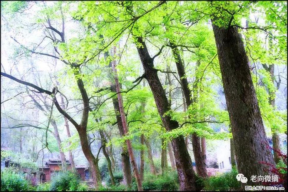 【春天，广西桂林灌阳县向您发出邀请！】在小龙村与春天约会 - 游山玩水 - 泉州生活社区 - 泉州28生活网 qz.28life.net
