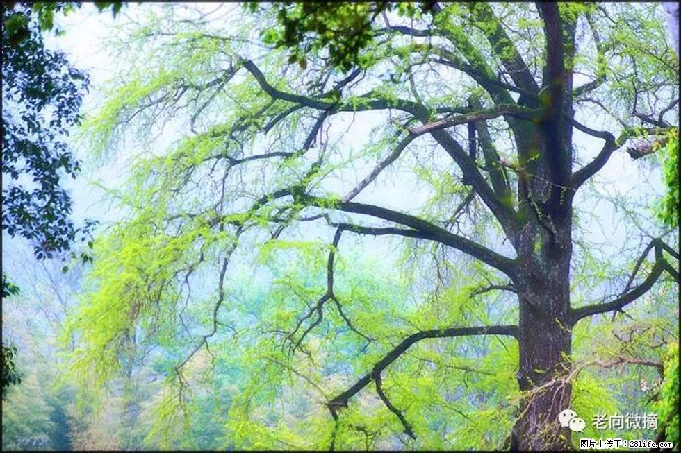 【春天，广西桂林灌阳县向您发出邀请！】在小龙村与春天约会 - 游山玩水 - 泉州生活社区 - 泉州28生活网 qz.28life.net