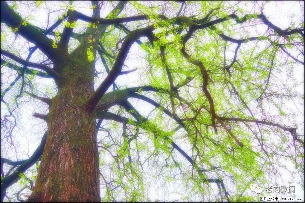【春天，广西桂林灌阳县向您发出邀请！】在小龙村与春天约会 - 游山玩水 - 泉州生活社区 - 泉州28生活网 qz.28life.net