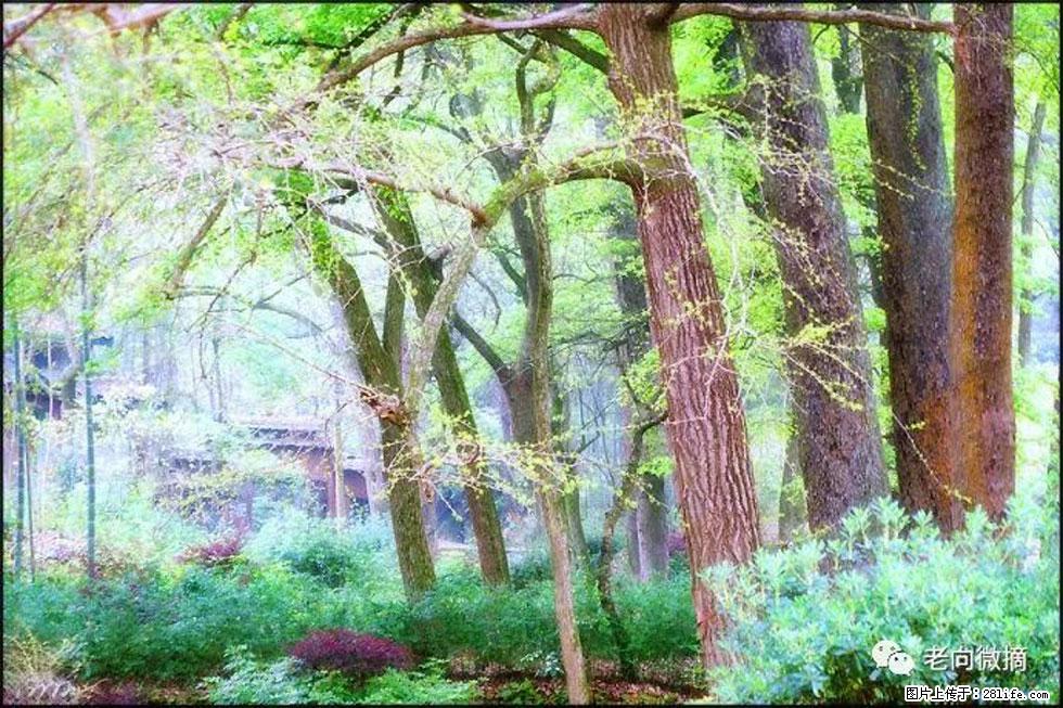 【春天，广西桂林灌阳县向您发出邀请！】在小龙村与春天约会 - 游山玩水 - 泉州生活社区 - 泉州28生活网 qz.28life.net
