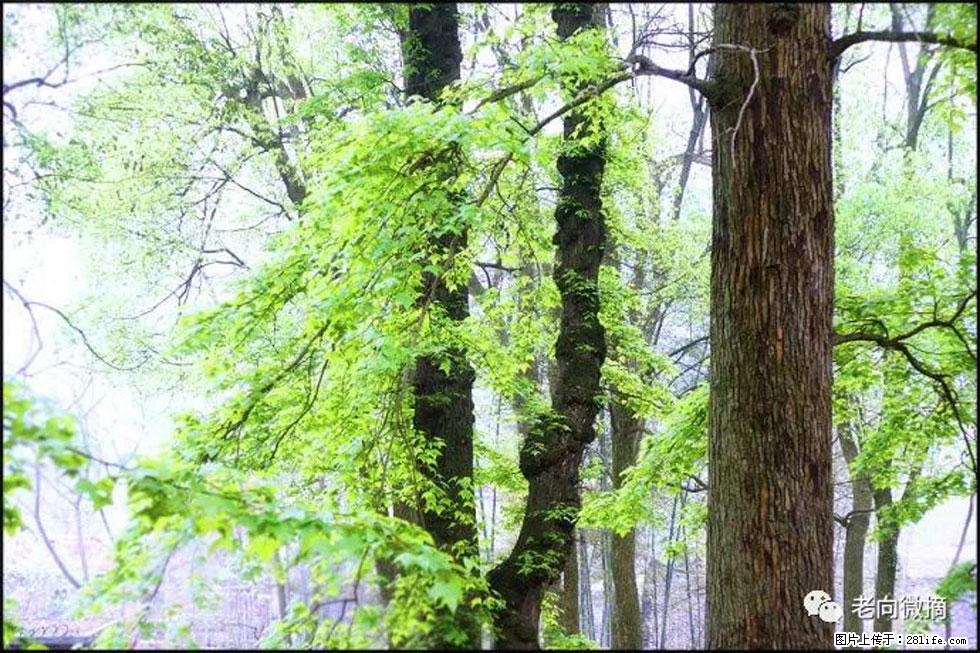 【春天，广西桂林灌阳县向您发出邀请！】在小龙村与春天约会 - 游山玩水 - 泉州生活社区 - 泉州28生活网 qz.28life.net