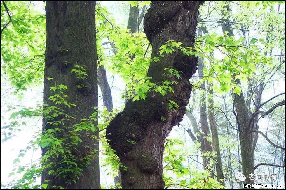 【春天，广西桂林灌阳县向您发出邀请！】在小龙村与春天约会 - 游山玩水 - 泉州生活社区 - 泉州28生活网 qz.28life.net