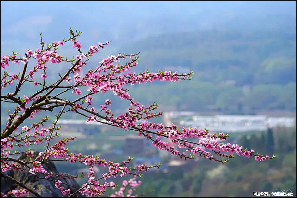 【春天，广西桂林灌阳县向您发出邀请！】望月岭上桃花开 - 游山玩水 - 泉州生活社区 - 泉州28生活网 qz.28life.net