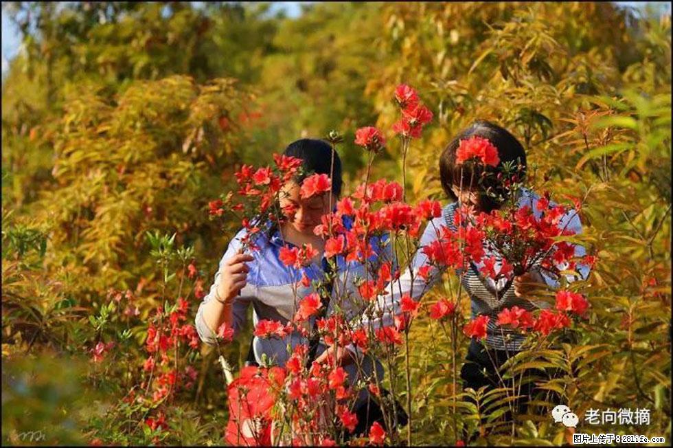 【春天，广西桂林灌阳县向您发出邀请！】登麒麟山，相约映山红 - 游山玩水 - 泉州生活社区 - 泉州28生活网 qz.28life.net