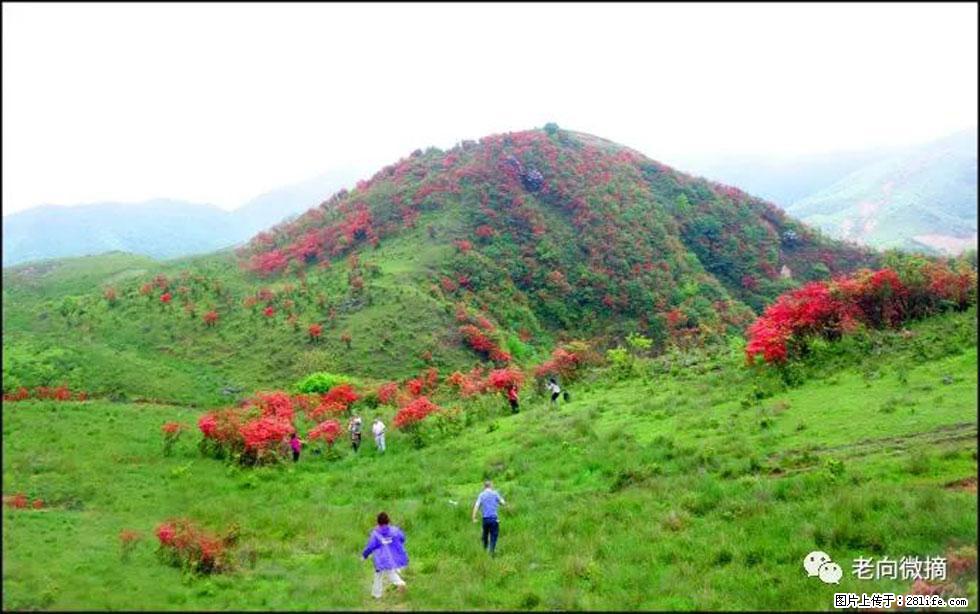 【春天，广西桂林灌阳县向您发出邀请！】宝盖山上映山红 - 游山玩水 - 泉州生活社区 - 泉州28生活网 qz.28life.net