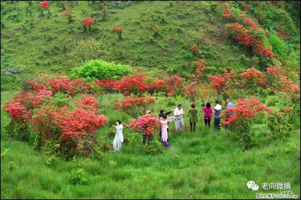 【春天，广西桂林灌阳县向您发出邀请！】宝盖山上映山红 - 游山玩水 - 泉州生活社区 - 泉州28生活网 qz.28life.net