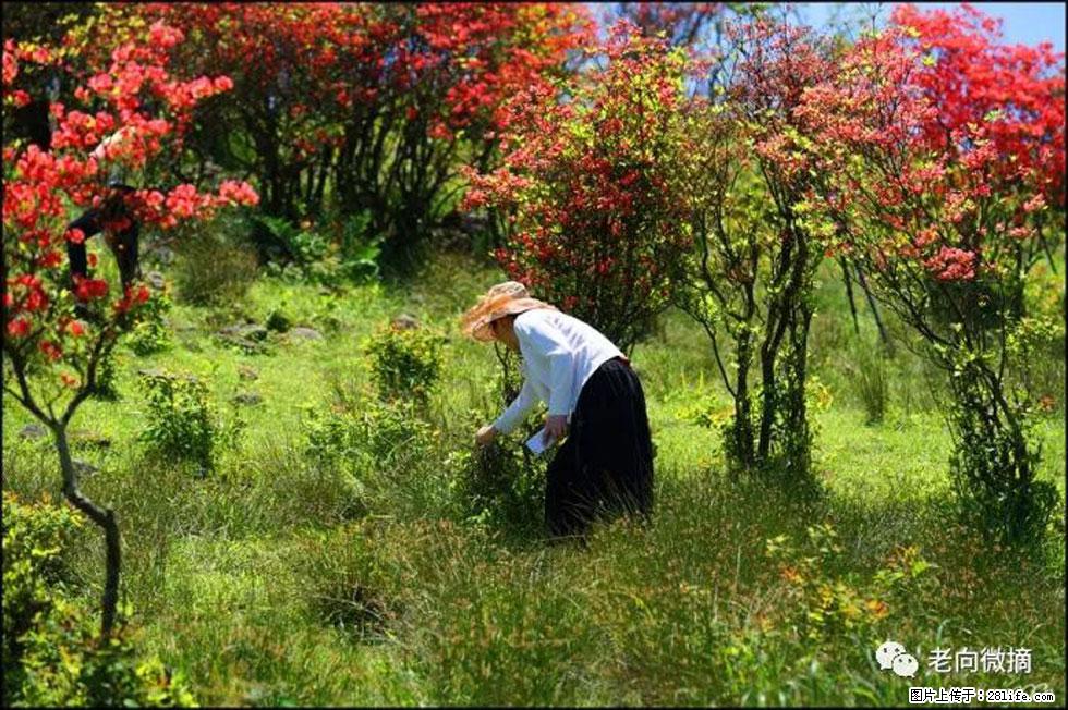 【春天，广西桂林灌阳县向您发出邀请！】宝盖山上映山红 - 游山玩水 - 泉州生活社区 - 泉州28生活网 qz.28life.net