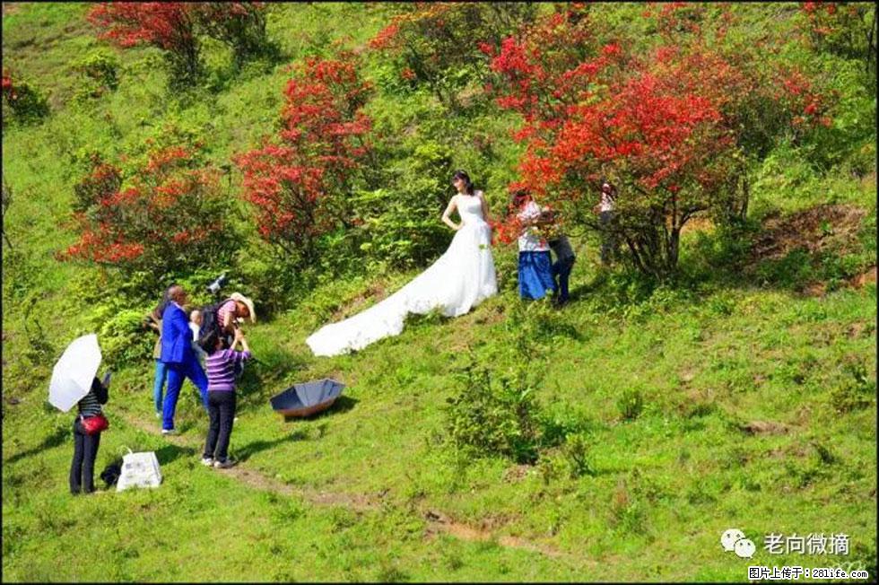 【春天，广西桂林灌阳县向您发出邀请！】宝盖山上映山红 - 游山玩水 - 泉州生活社区 - 泉州28生活网 qz.28life.net