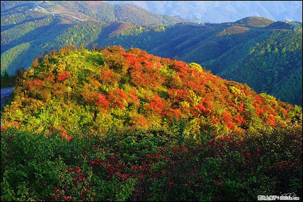 【春天，广西桂林灌阳县向您发出邀请！】春木界上映山红 - 游山玩水 - 泉州生活社区 - 泉州28生活网 qz.28life.net