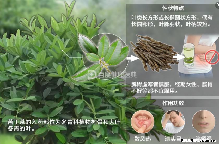 苦丁茶有哪些功效和作用 - 生活百科 - 泉州生活社区 - 泉州28生活网 qz.28life.net