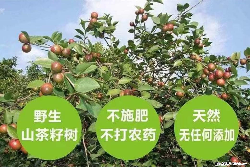 【灌阳县油茶产业示范区】一个有着充实的精神生活的人，对待身外之物自会有一种淡泊的态度 - 土特产 - 饮食特产 - 泉州分类信息 - 泉州28生活网 qz.28life.net