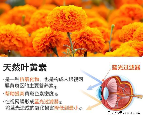 叶黄素有什么功效和作用 - 生活百科 - 泉州生活社区 - 泉州28生活网 qz.28life.net