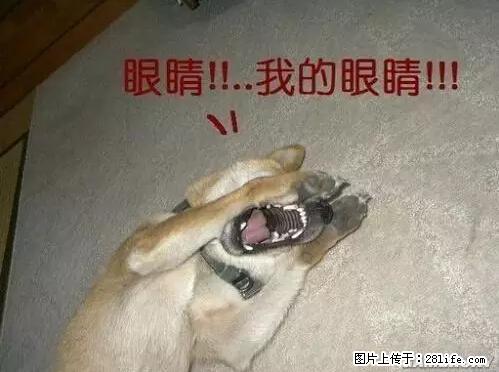 笑癫了！一女的怀孕三年未生，他终于忍不住了... - 娱乐八卦 - 泉州生活社区 - 泉州28生活网 qz.28life.net