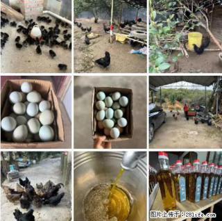 油茶园从小鸡仔开始养起的纯土鸡、土鸡蛋可以预定啦！还有前几天刚榨的纯山茶油哦 - 泉州28生活网 qz.28life.net