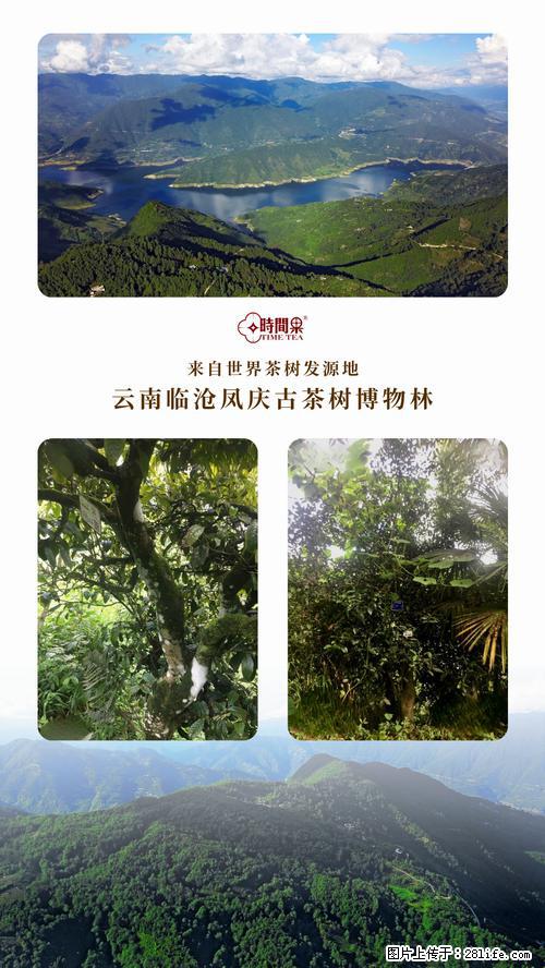 时间果百年古树2025年春红茶 - 购物交流 - 泉州生活社区 - 泉州28生活网 qz.28life.net