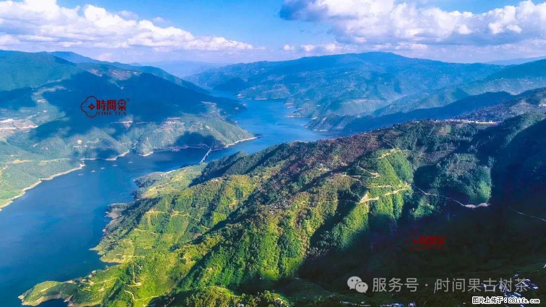 时间果百年古树龙珠普洱生茶 - 购物交流 - 泉州生活社区 - 泉州28生活网 qz.28life.net