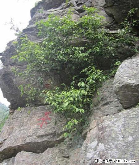 平乐石崖茶，珍贵仅次于金花茶 - 泉州生活资讯 - 泉州28生活网 qz.28life.net