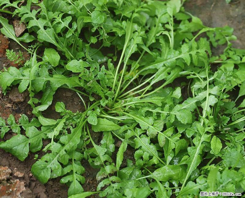 这些蔬菜是“天然钙片”，这6种被医生重点推荐 - 泉州生活资讯 - 泉州28生活网 qz.28life.net