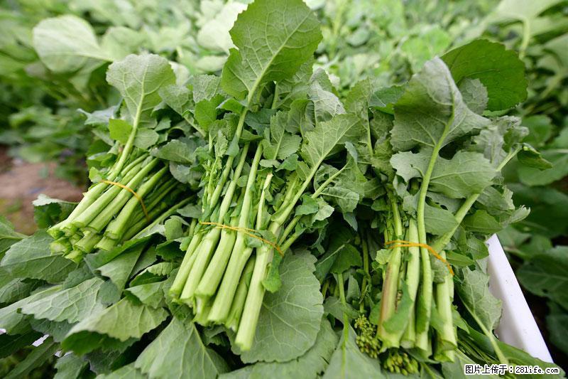这些蔬菜是“天然钙片”，这6种被医生重点推荐 - 泉州生活资讯 - 泉州28生活网 qz.28life.net